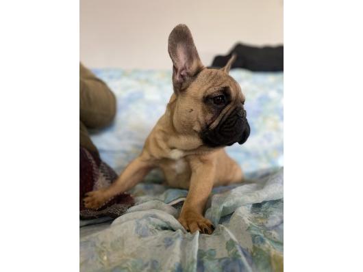Francuski buldog